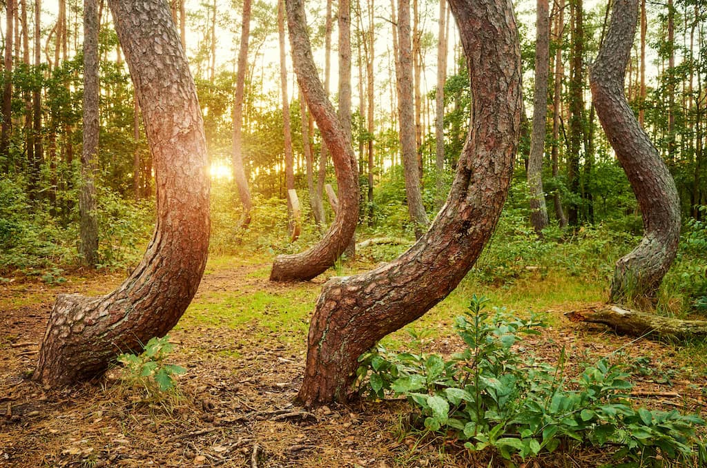 gebogen-bomen