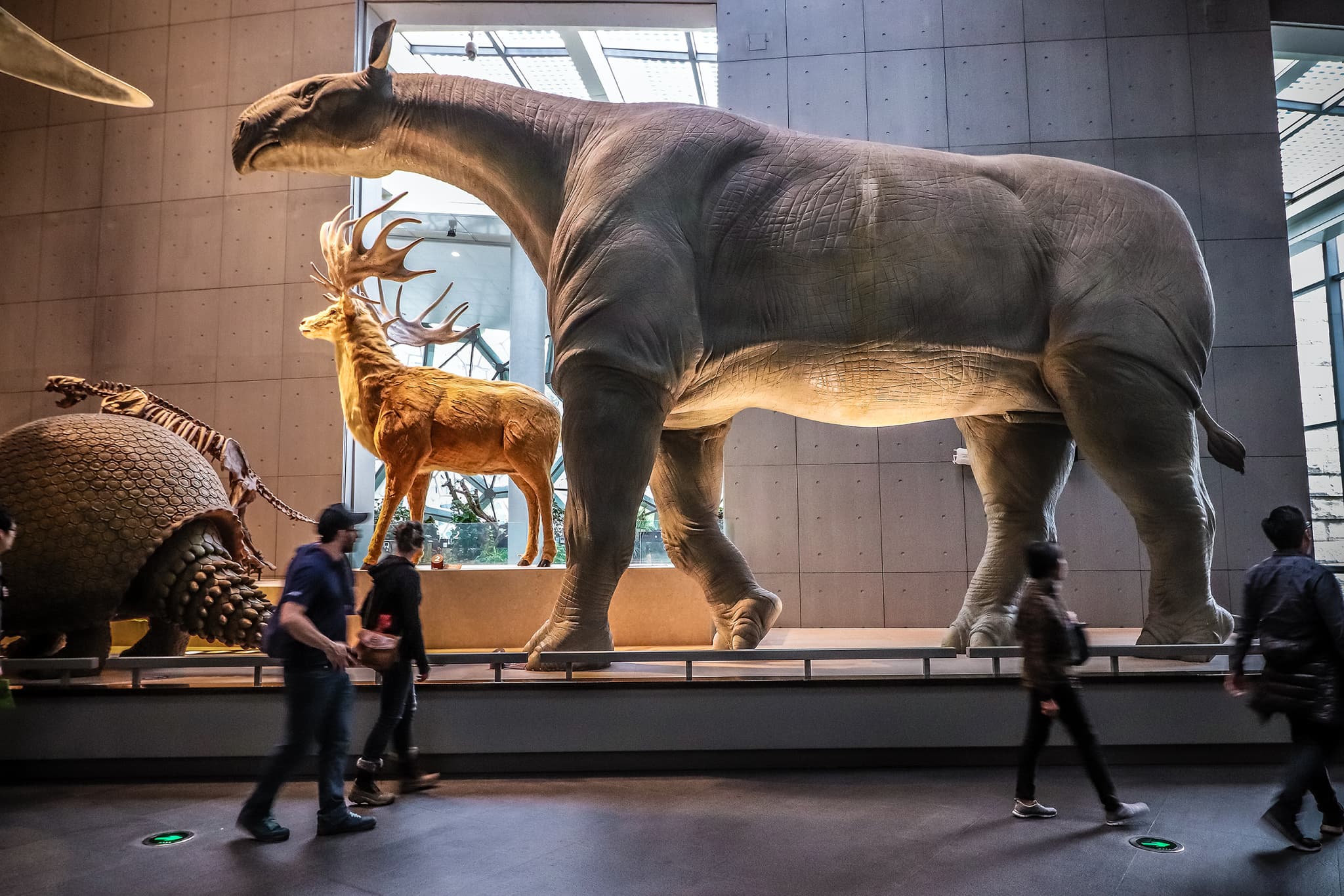 Paraceratherium